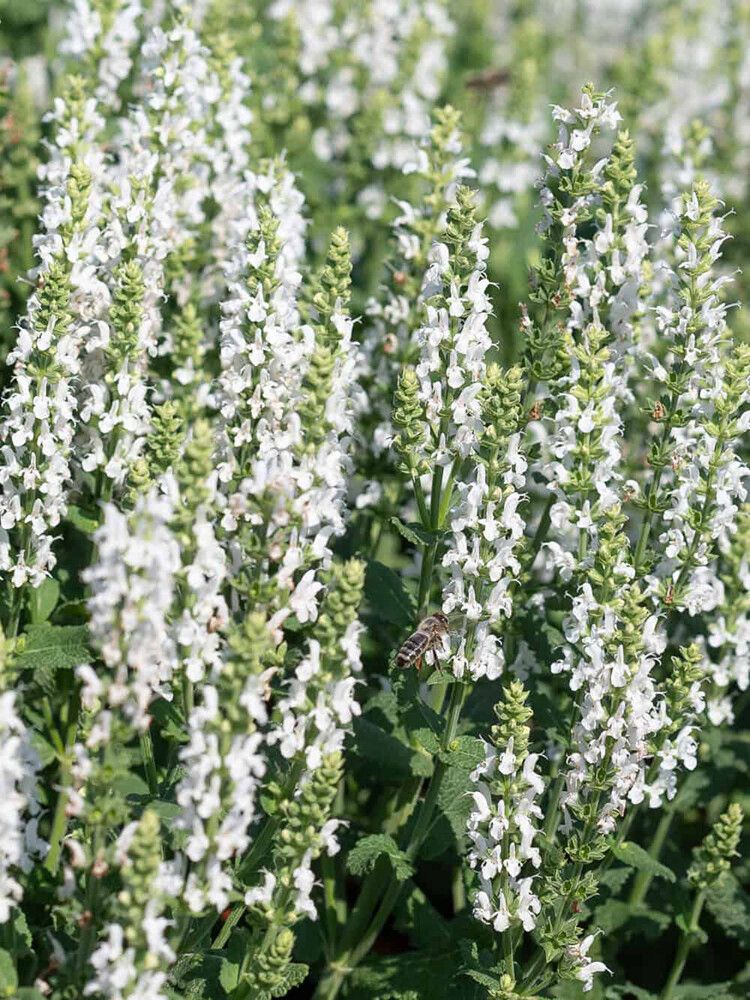 Salvia nemorosa Sensation White C2