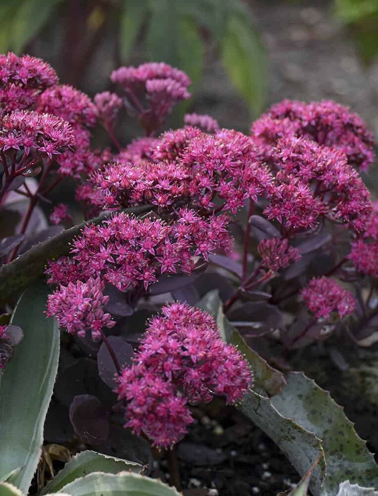 Maksaruoho Sedum hybridum Superstar C1,4