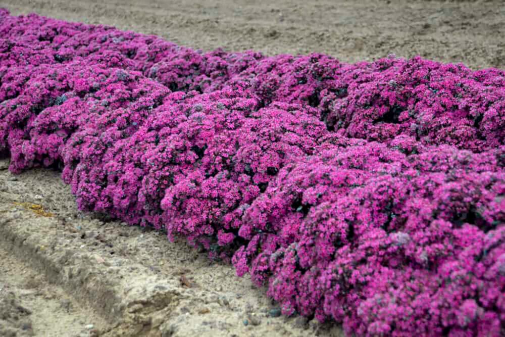 Maksaruoho Sedum hybridum Superstar C1,4