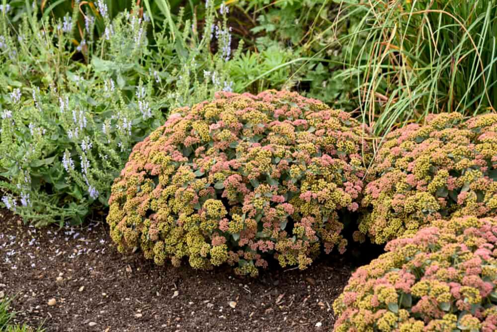 Maksaruoho Sedum spectabile Coraljade C1,4