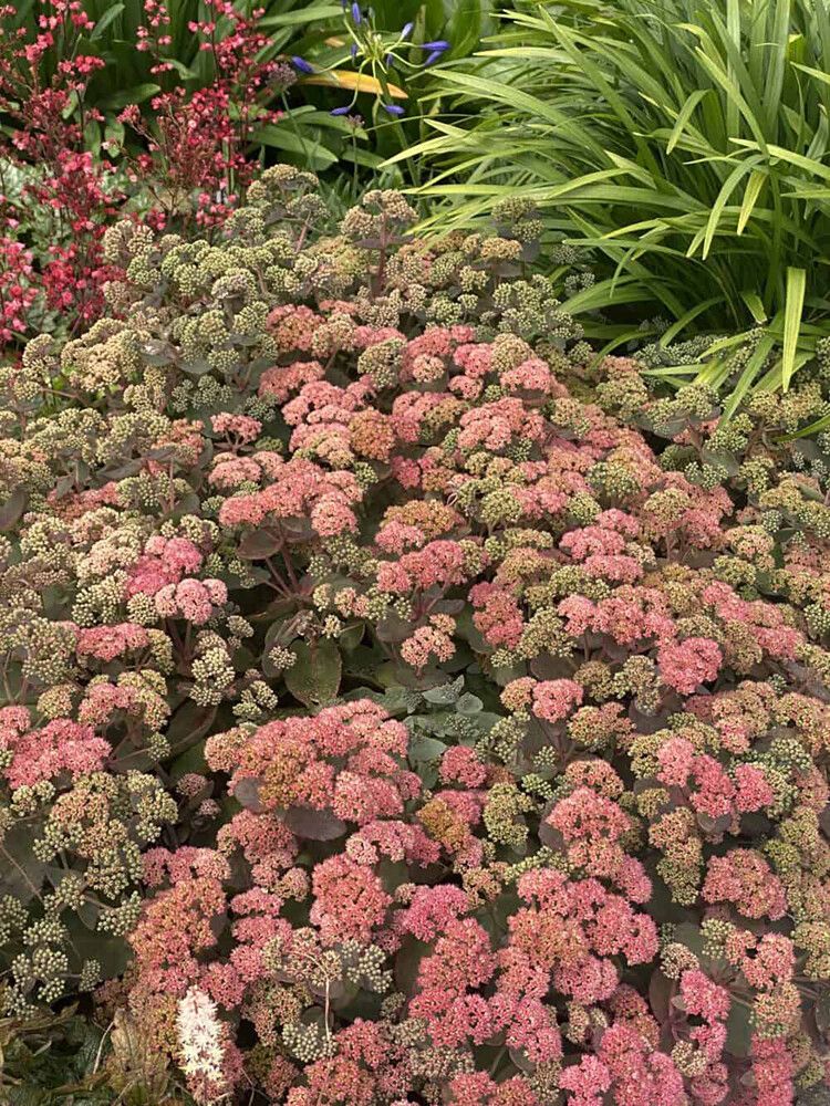 Maksaruoho Sedum spectabile Coraljade C1,4