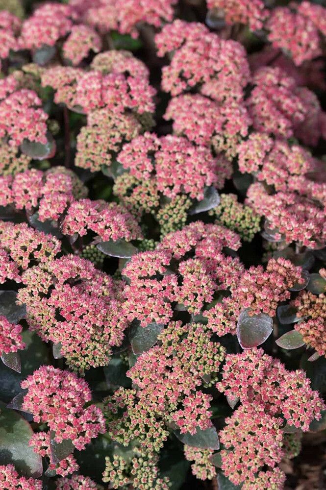 Maksaruoho Sedum spectabile Coraljade C1,4