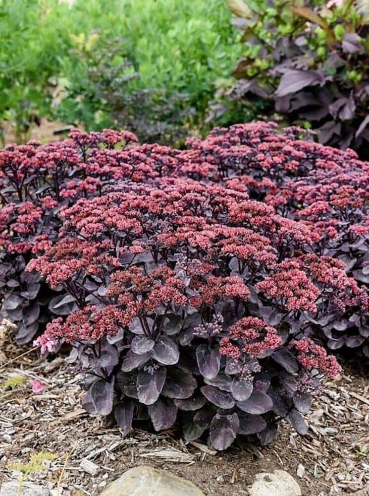 Maksaruoho Sedum spectabile Black in Black C1,4