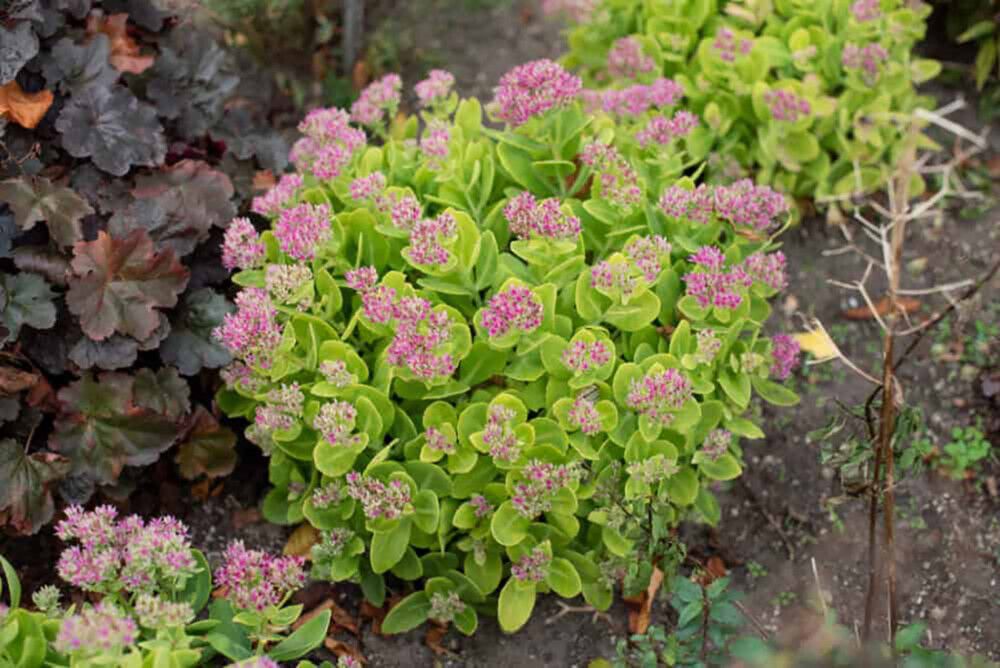 Maksaruoho Sedum spectabile Hot Stuff C1,4