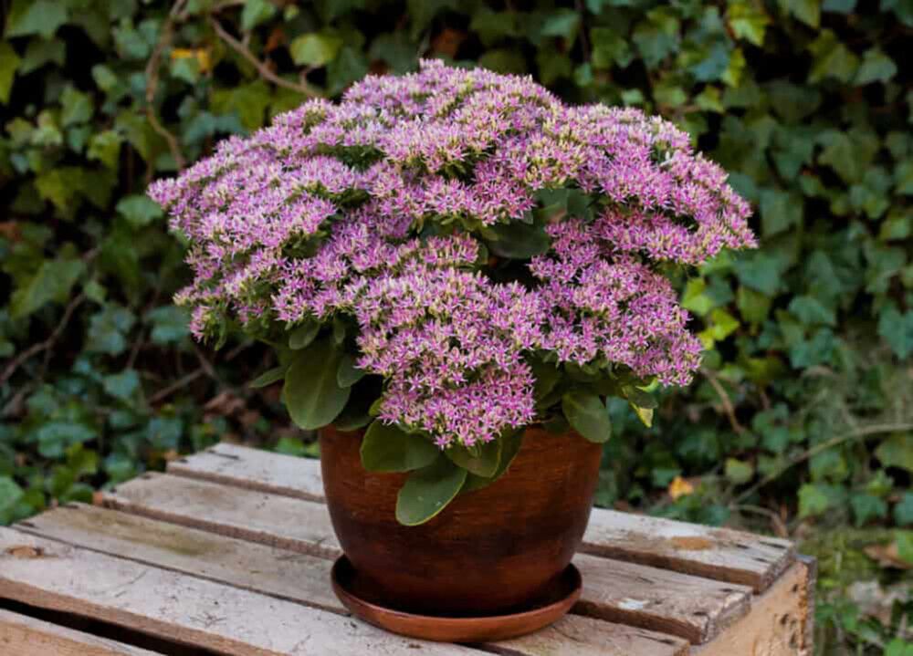 Maksaruoho Sedum spectabile Hot Stuff C1,4