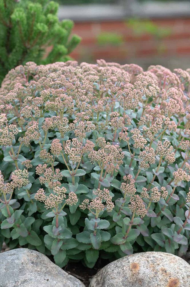 Maksaruoho Sedum telephium Hab Gray C1,4