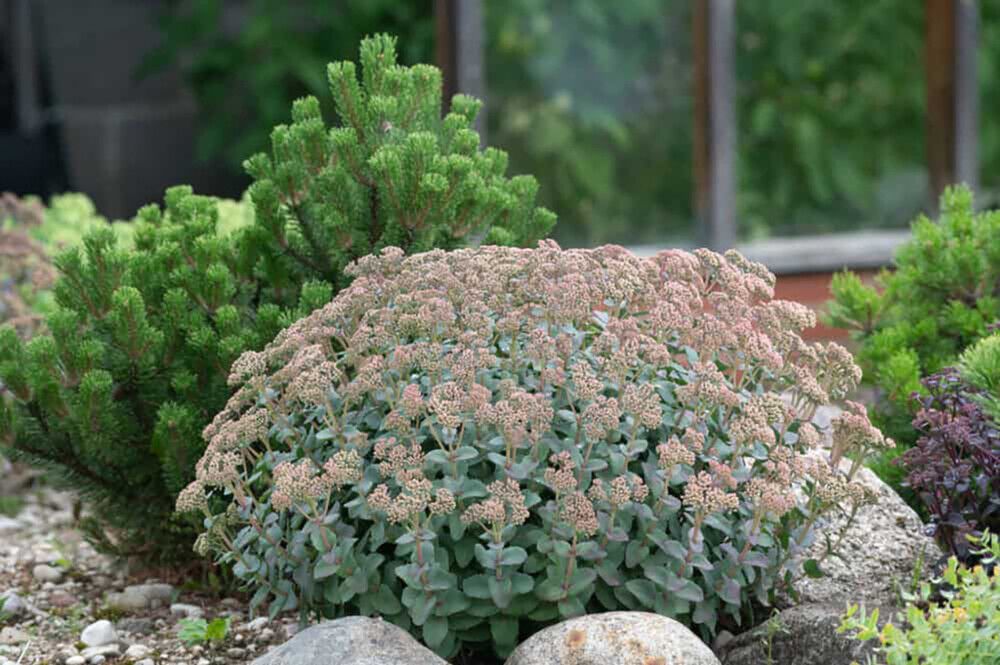 Maksaruoho Sedum telephium Hab Gray C1,4