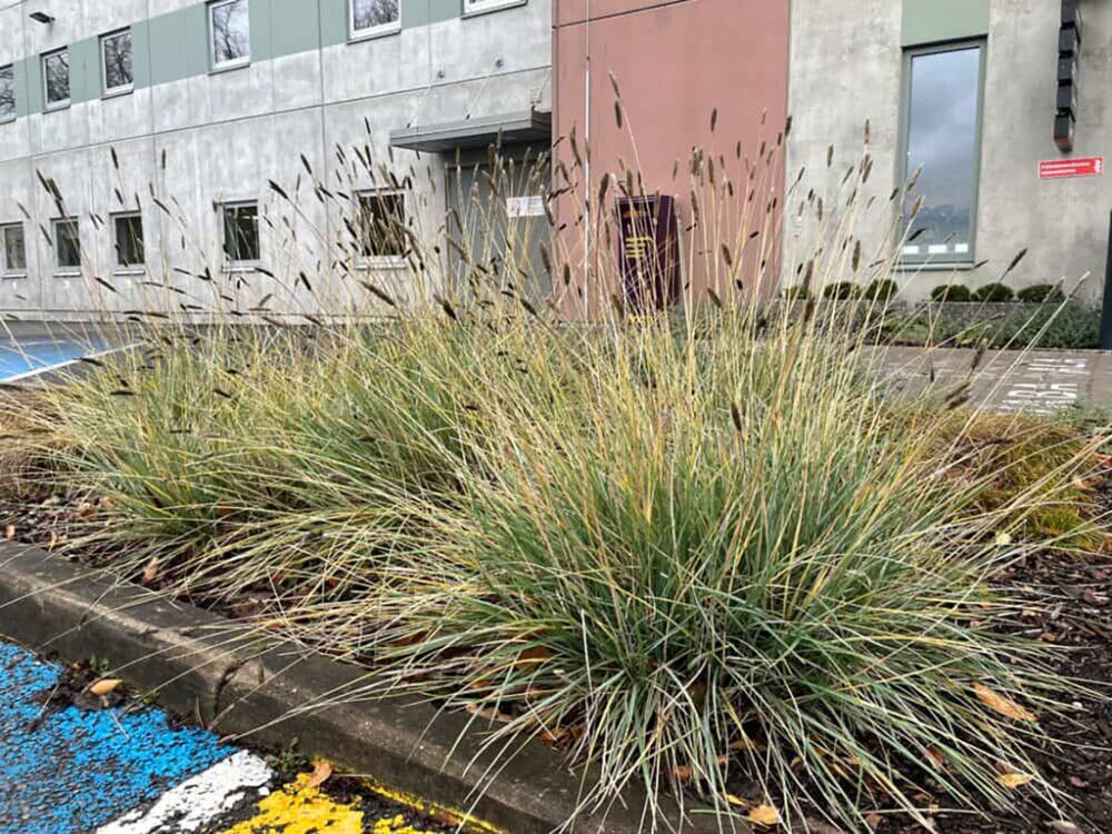 Lupikka Sesleria autumnalis C1,4