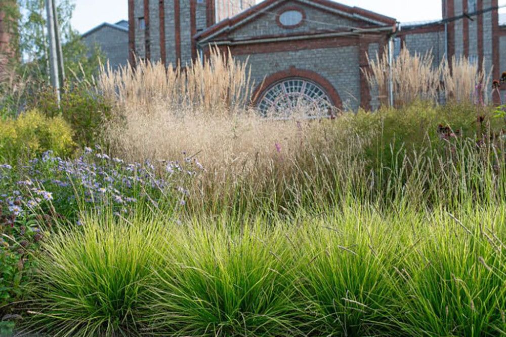 Lupikka Sesleria autumnalis C1,4