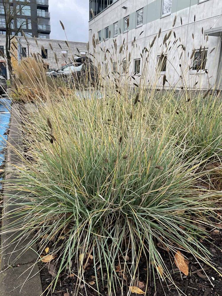 Lupikka Sesleria autumnalis C1,4