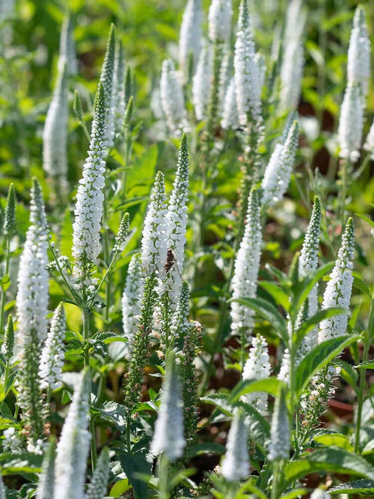 Rantatädyke Veronica longifolia First Lady C1,4