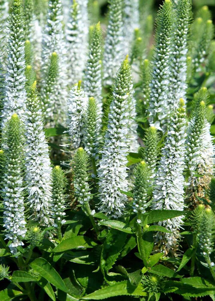 Tähkätädyke Veronica spicata Snow Candles C1,4