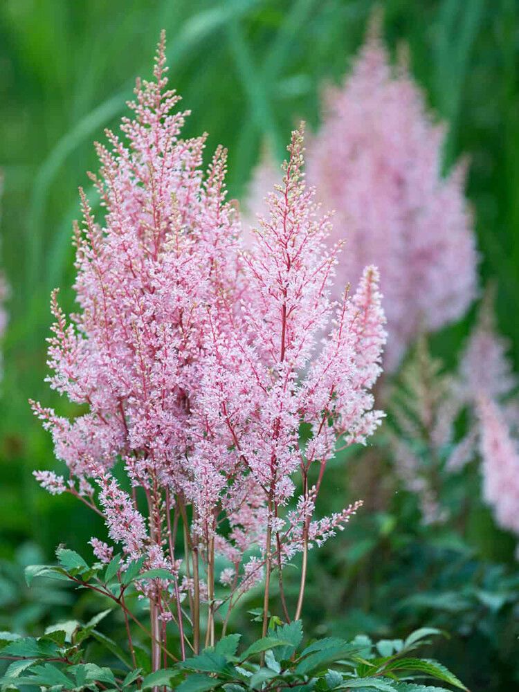 Jaloangervo Astilbe Look at Me C2