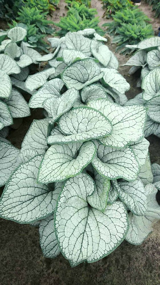 Rotkolemmikki Brunnera macrophylla Silver Heart C2