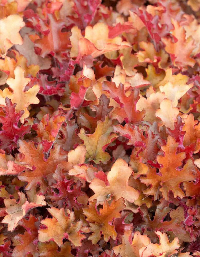Keijunkukka Heuchera Orangeberry C1,4