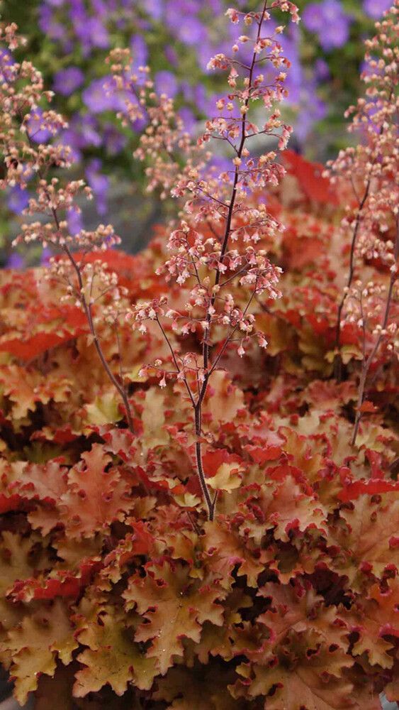 Keijunkukka Heuchera Orangeberry C1,4