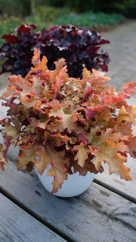 Keijunkukka Heuchera Orangeberry C1,4