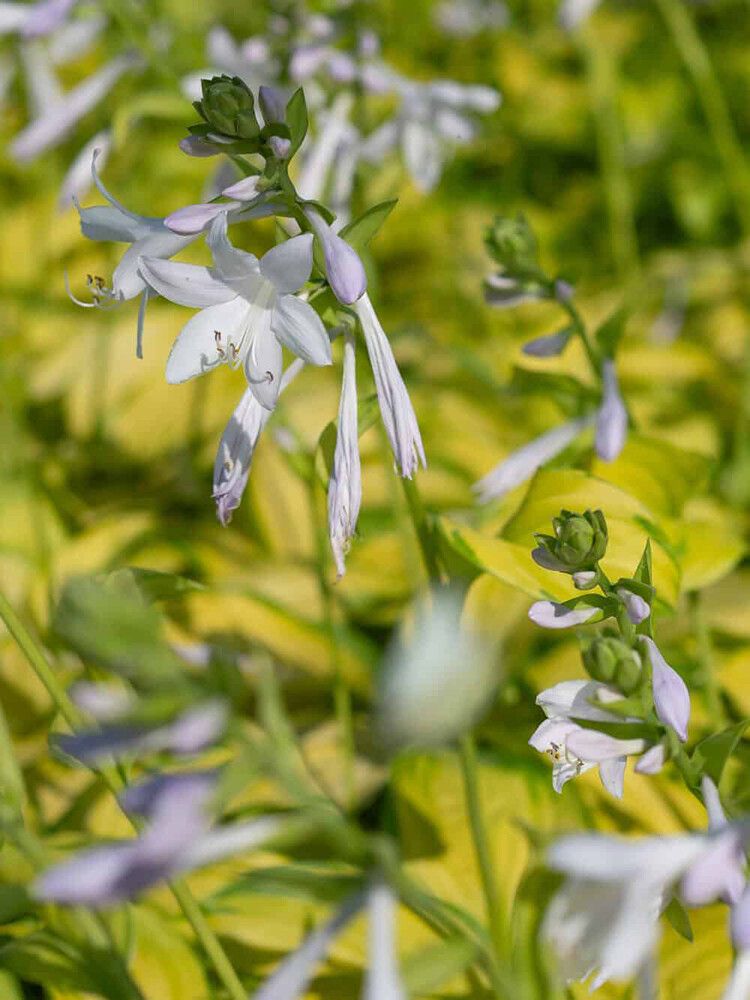 Kuunlilja Hosta Stained Glass C1,4