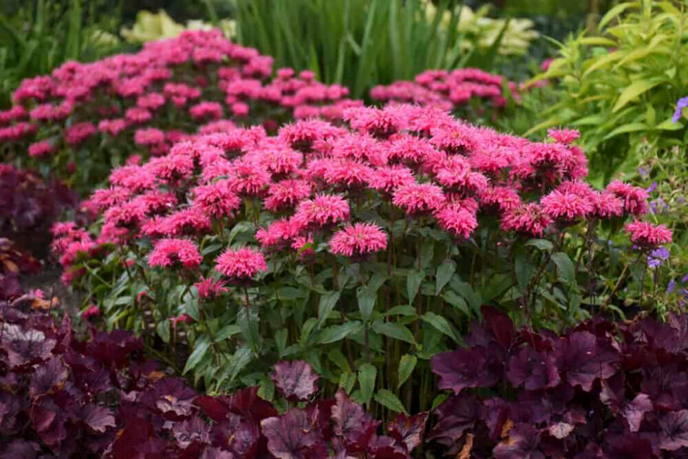 Väriminttu Monarda Bubblegum Blast C2