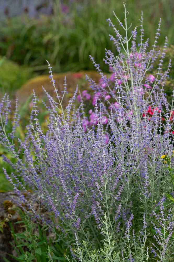 Sulkapiiska Perovskia atriplicifolia Prime Time C2