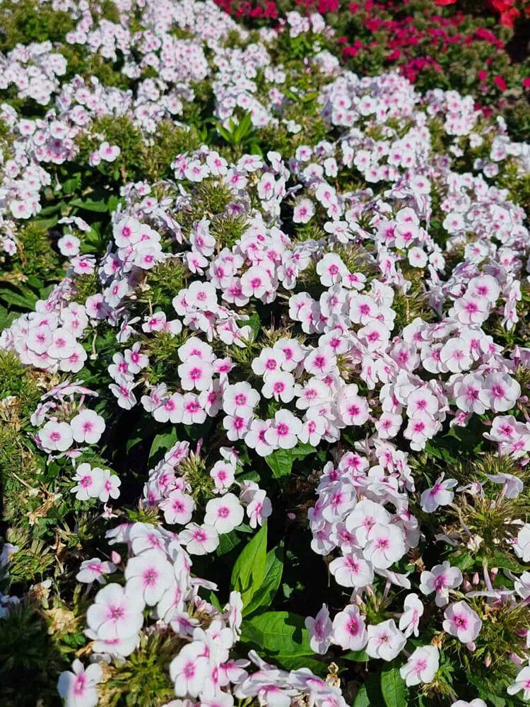 Syysleimu Phlox paniculata Bambini Bullseye C2