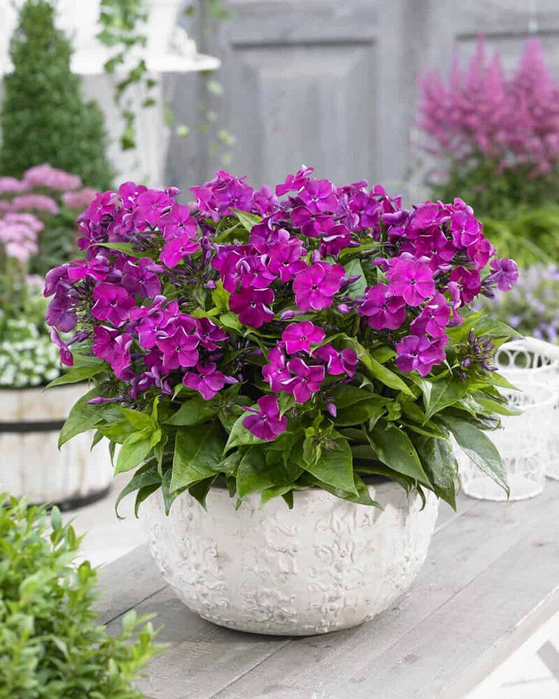 Syysleimu Phlox paniculata Bambini Desire C2