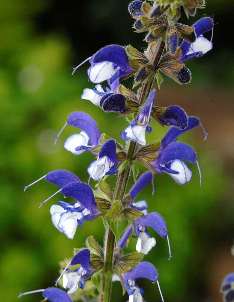 Salvia pratensis Madeline C2