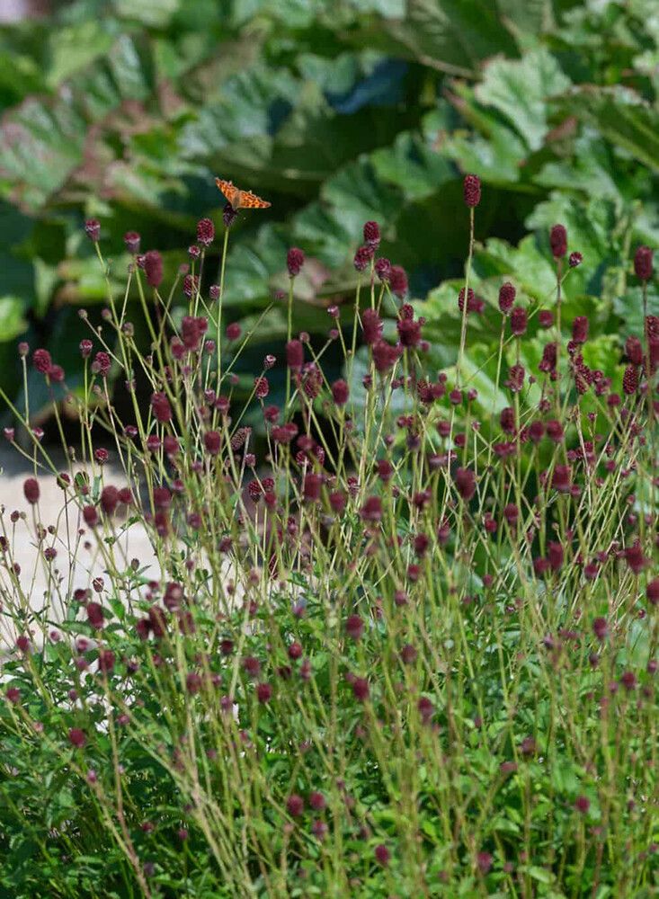 Punaluppio Sanguisorba officinalis Tanna C2