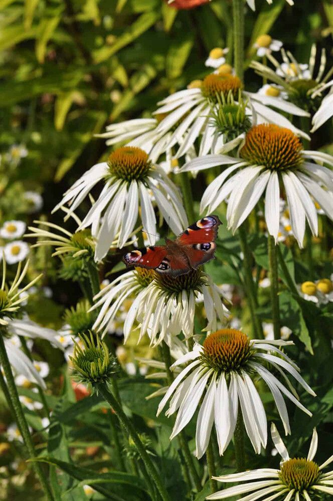 Punahattu Echinacea purpurea Prairie Splendor Compact White C3