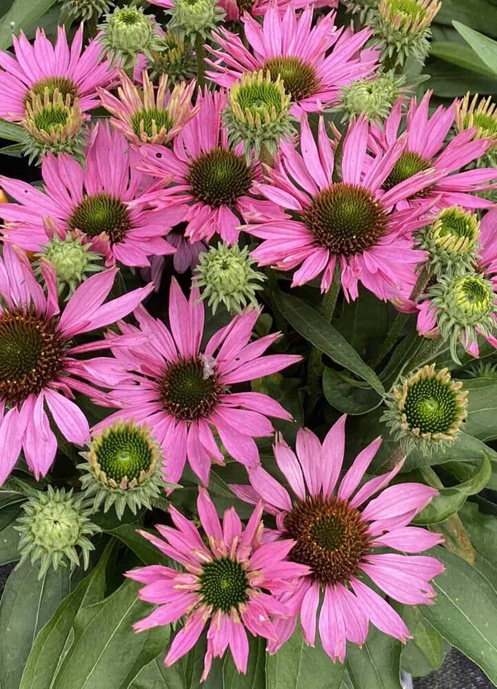 Punahattu Echinacea purpurea SunSeekers Bubblelicious C3
