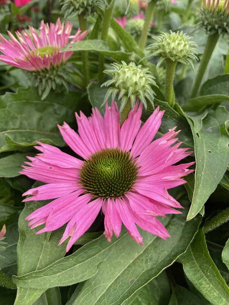 Punahattu Echinacea purpurea SunSeekers Bubblelicious C3
