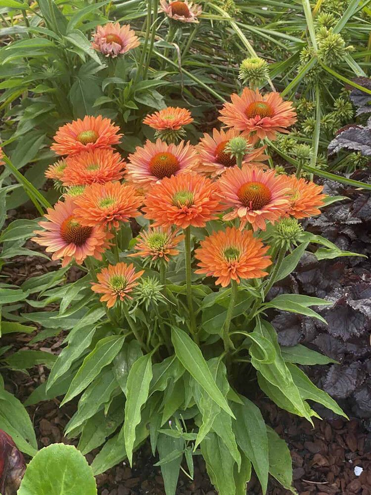 Punahattu Echinacea purpurea SunSeekers Pumpkin Pie C3