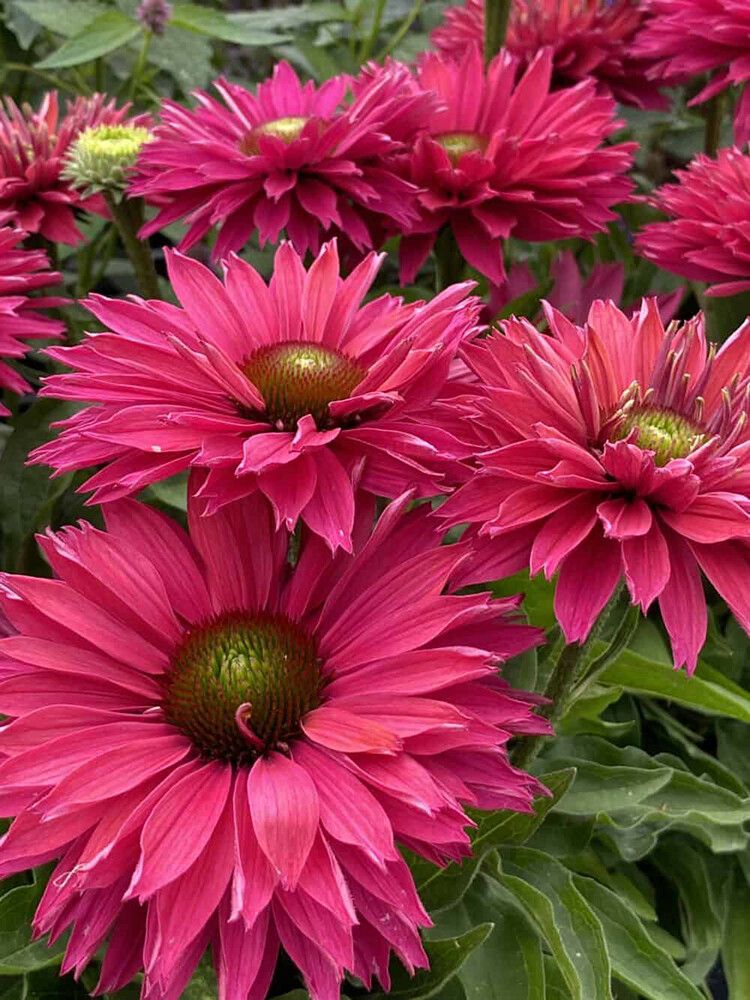 Punahattu Echinacea purpurea SunSeekers Sweet Fuchsia C3