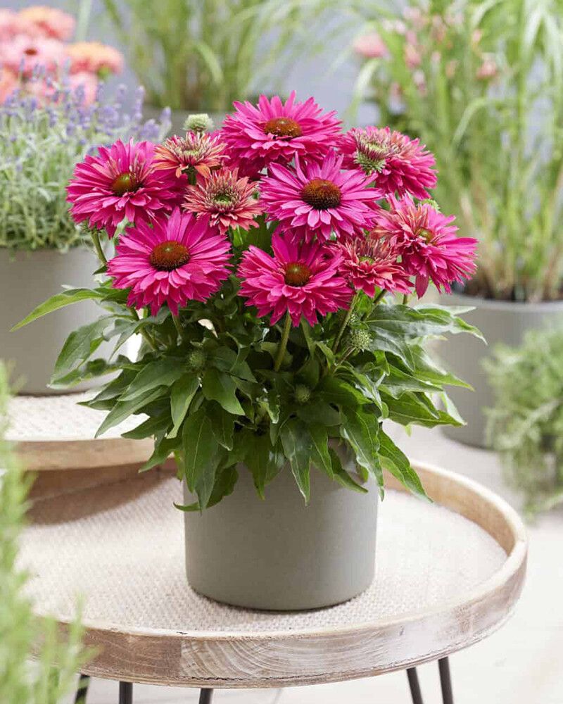 Punahattu Echinacea purpurea SunSeekers Sweet Fuchsia C3