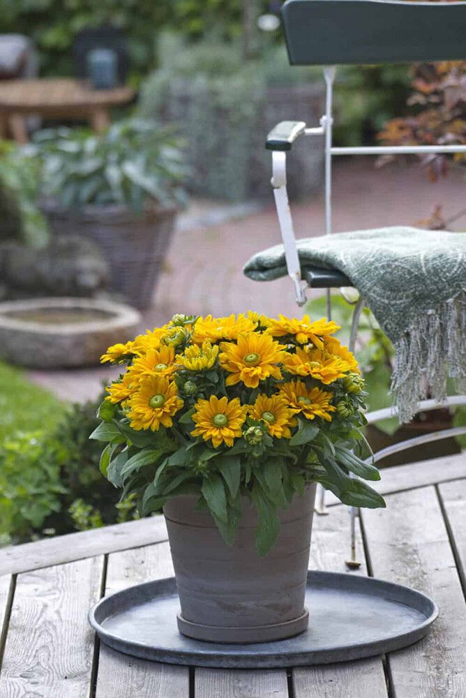 Päivänhattu Rudbeckia hirta Emma C3