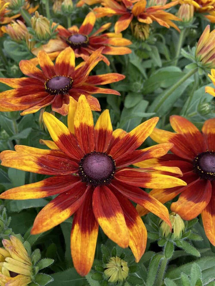 Päivänhattu Rudbeckia hirta Mia C3