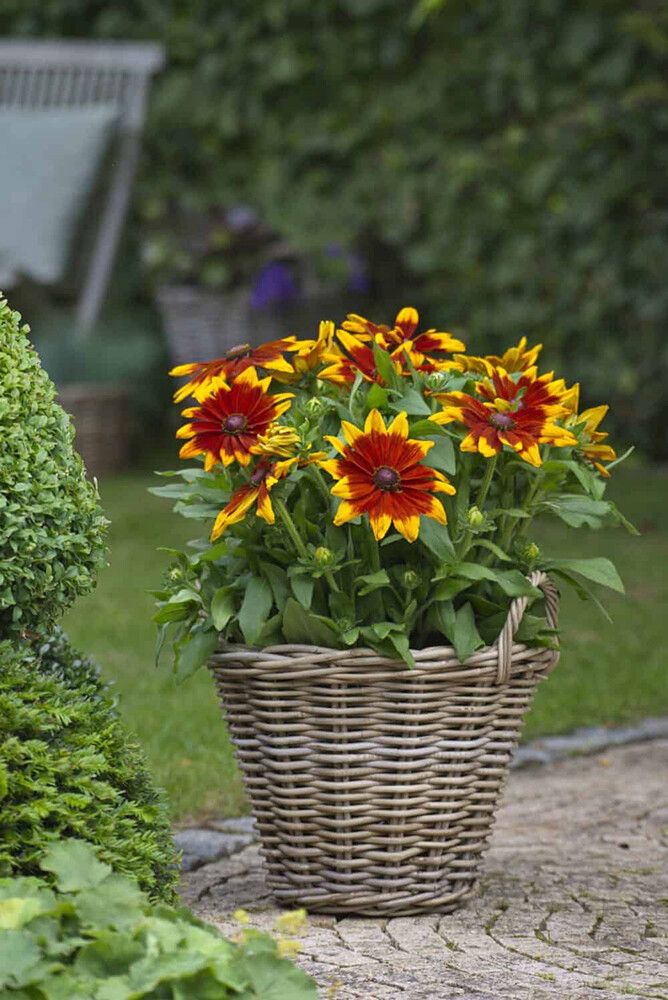 Päivänhattu Rudbeckia hirta Mia C3