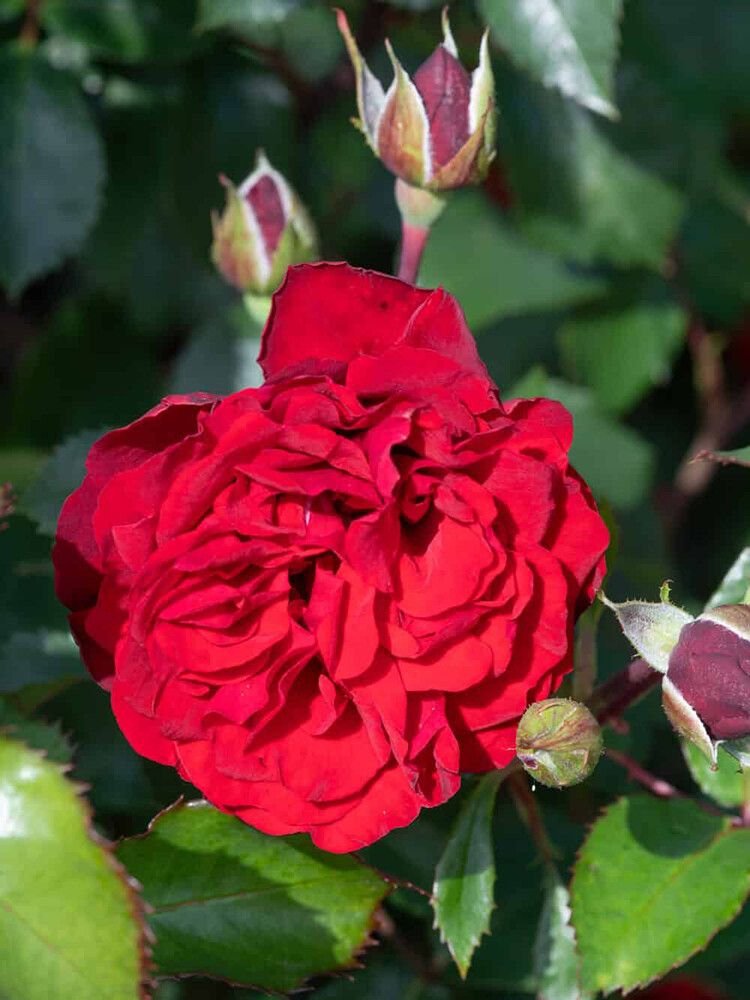 Köynnösruusu Crazy in Love Red C4