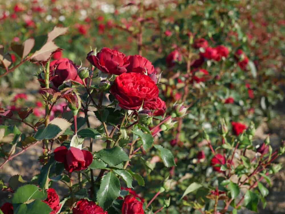 Köynnösruusu Crazy in Love Red C4