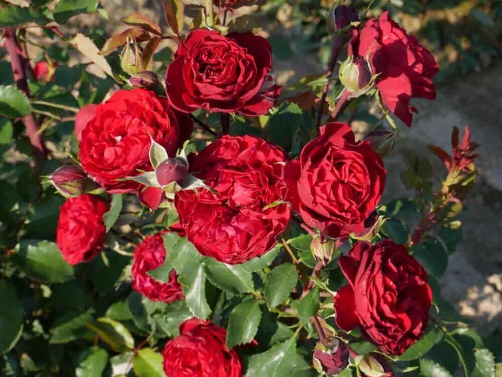 Köynnösruusu Crazy in Love Red C4