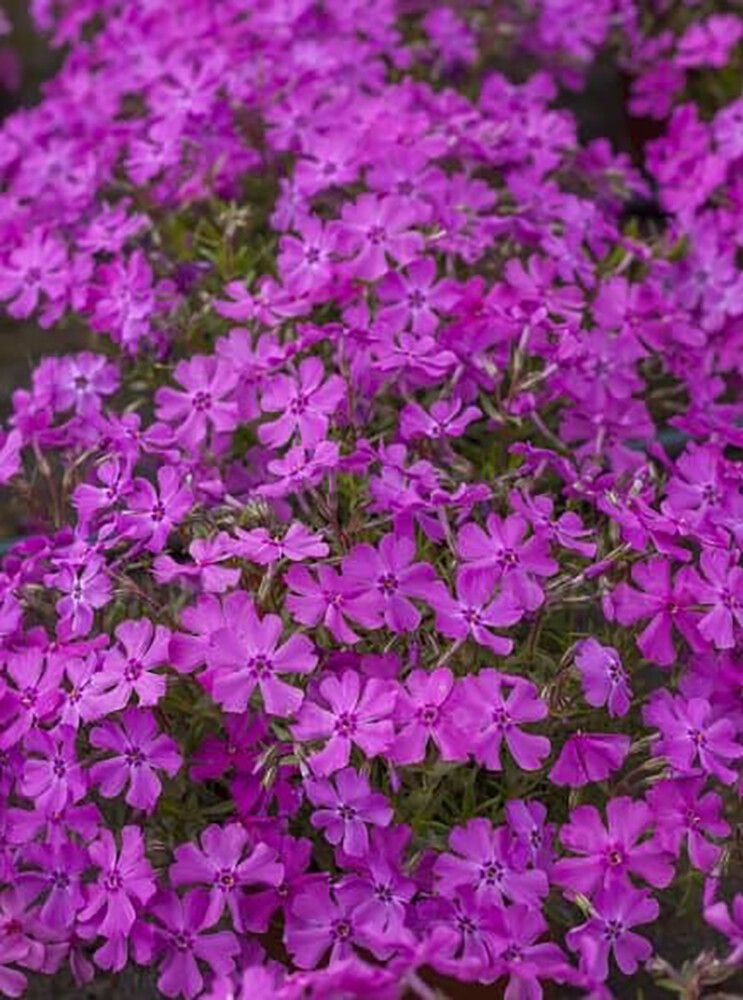 Sammalleimu Phlox subulata Spring Purple P12
