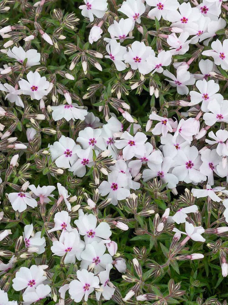 Sammalleimu Phlox subulata Amazing Grace P12