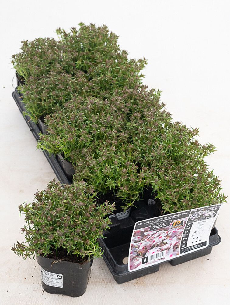 Sammalleimu Phlox subulata Amazing Grace P12