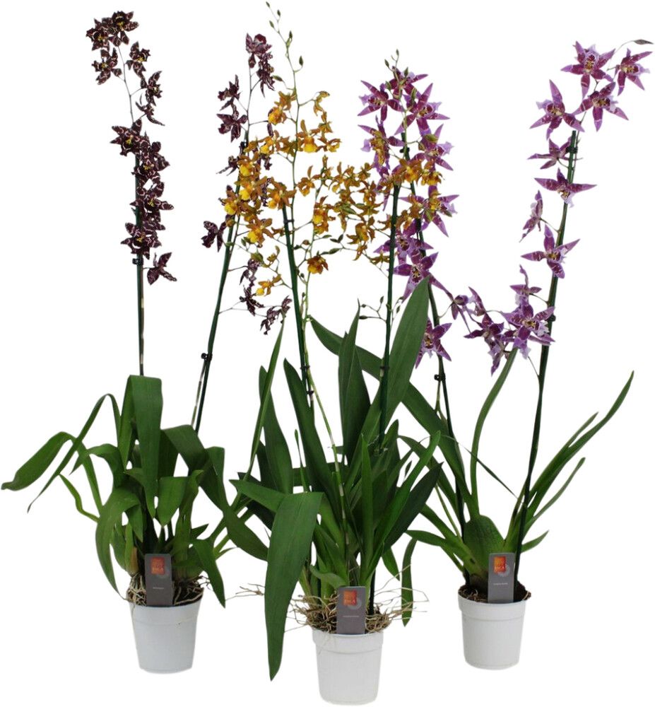 Orkidea Cambria XXL Mix P12