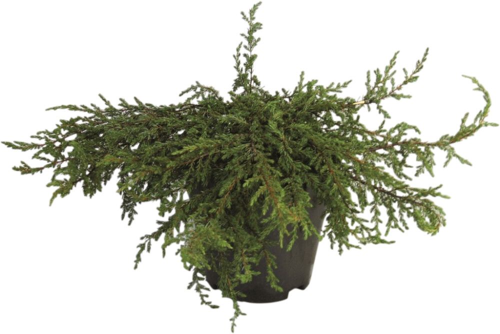 Kääpiökataja Juniperus Communis Repanda P23
