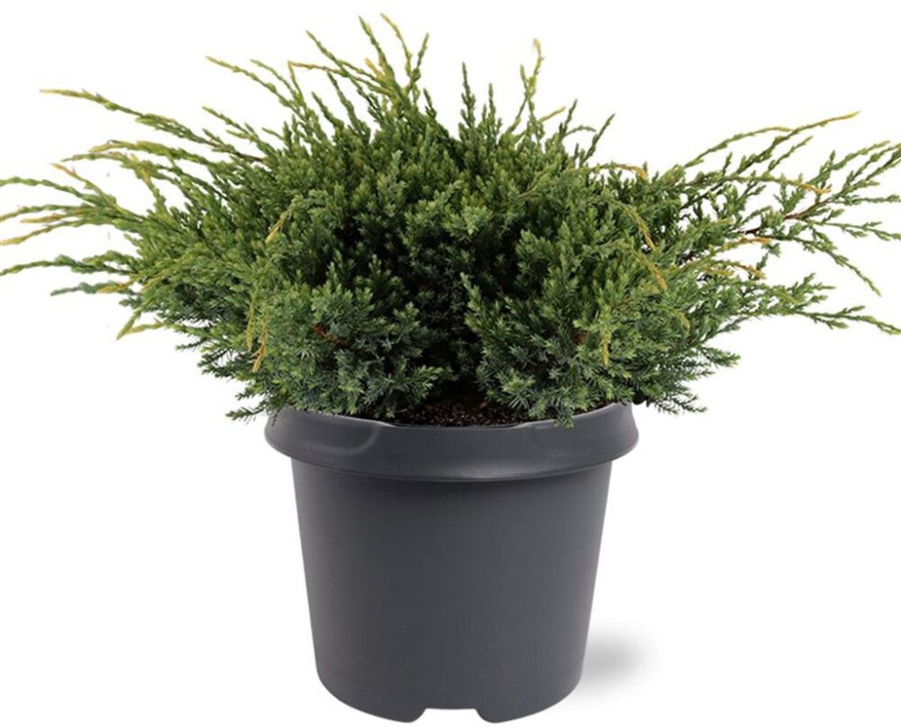 Sinikataja Juniperus Squamata Holger P23