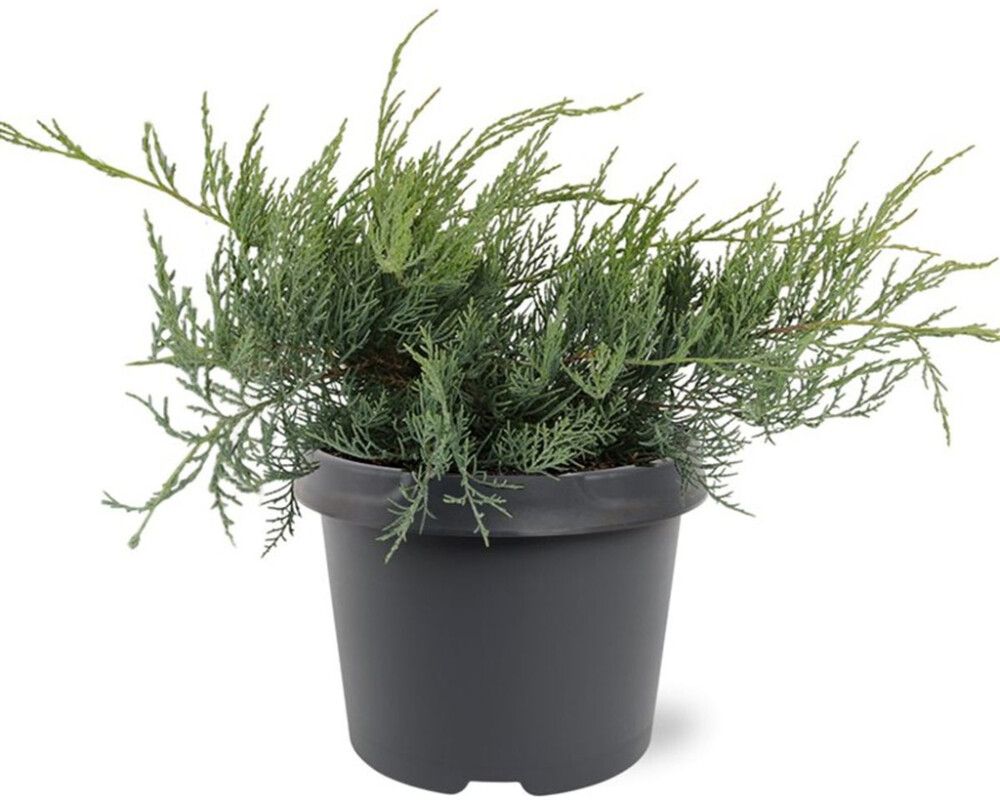 Kynäkataja Juniperus Virginiana Grey Owl P23