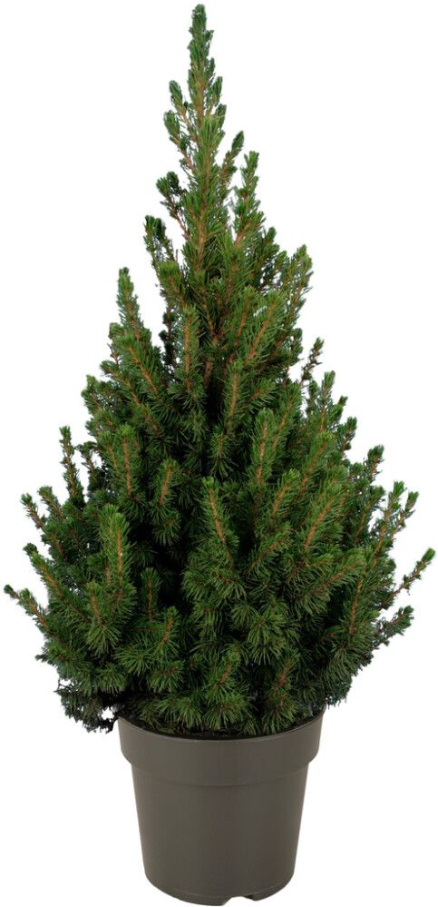 Kartiovalkokuusi Picea Glauca Conica P23