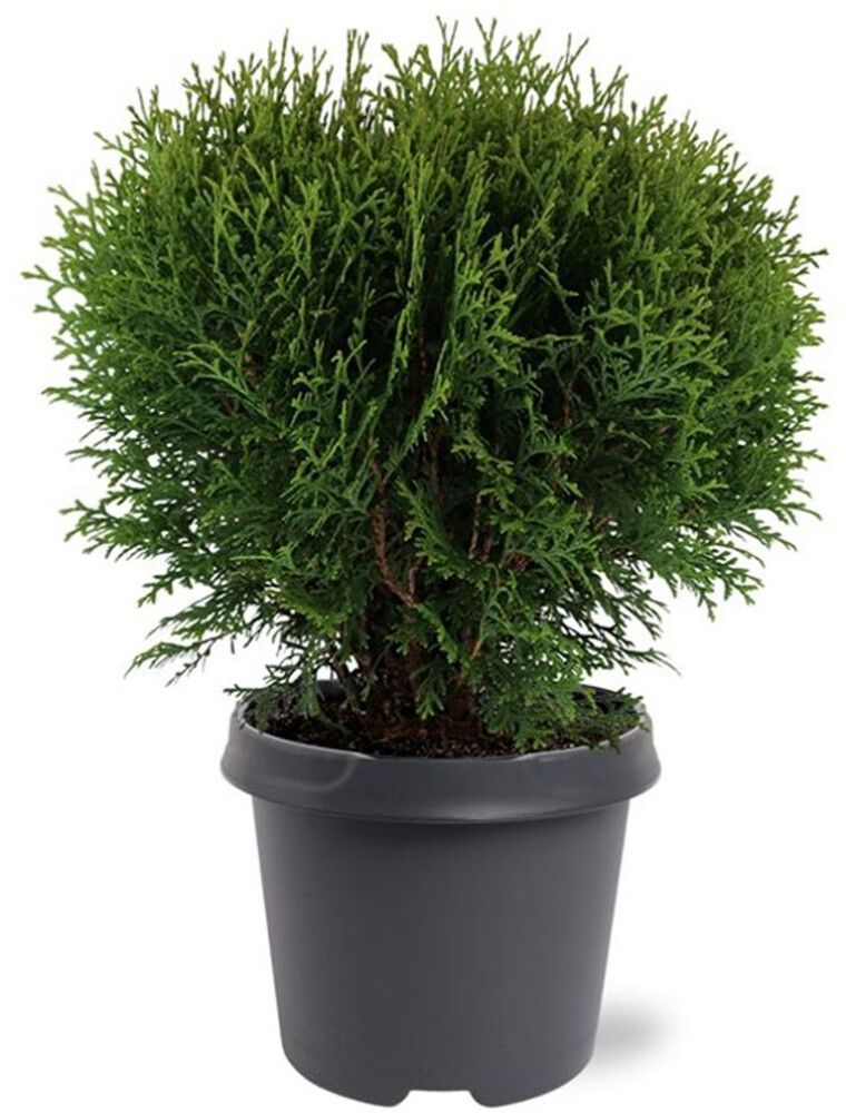 Pallotuija Thuja Occidentalis Tiny Tim P23
