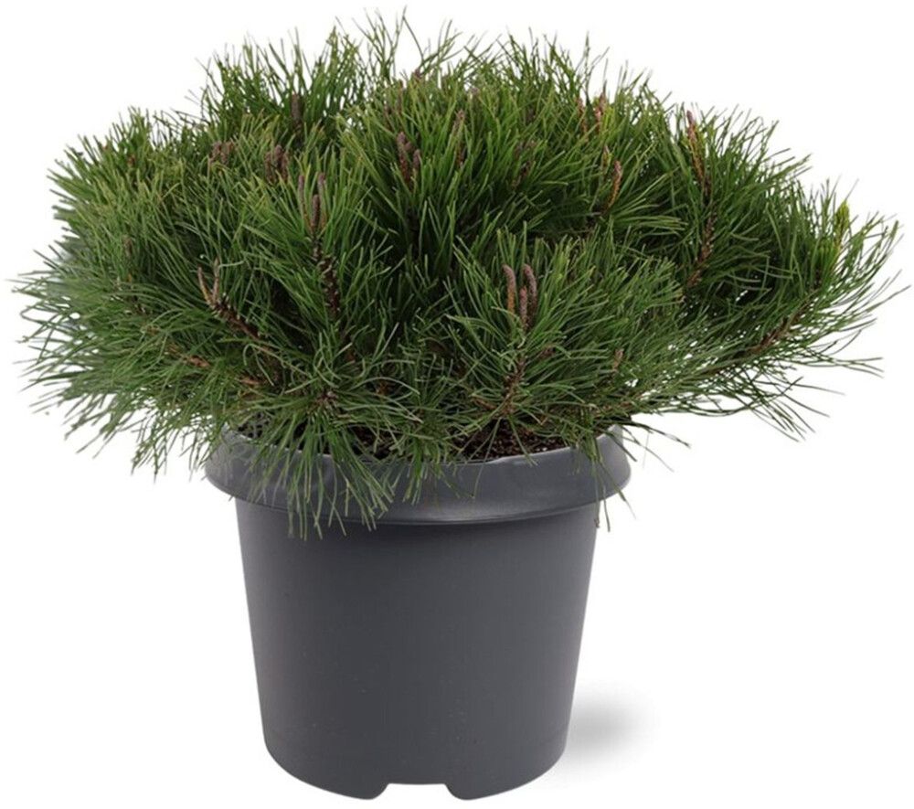 Vuorimänty Pinus Mugo P23